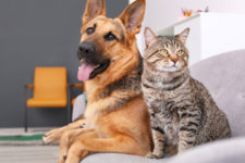 6 HVAC Maintenance Tips for Pet Owners